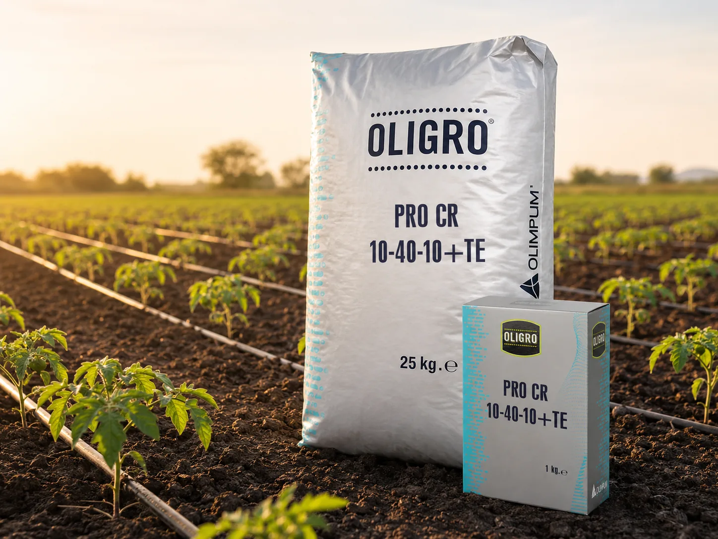 Oligro Pro CR 10-40-10+TE 25 kg çuval ve 1 kg kutu, damla sulamalı domates fidesi tarlasında